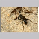 Dipogon subintermedius - Wegwespe w07c 7-8mm Sandgrube Niedringhaussee - beim Einsammeln von Nestmaterial-det.jpg